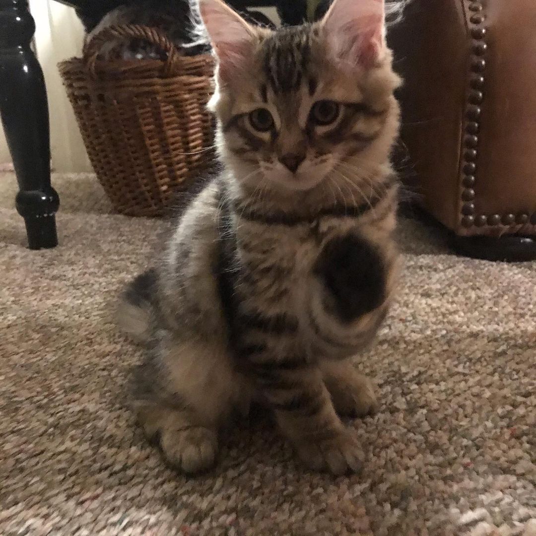 Murphy the Siberian